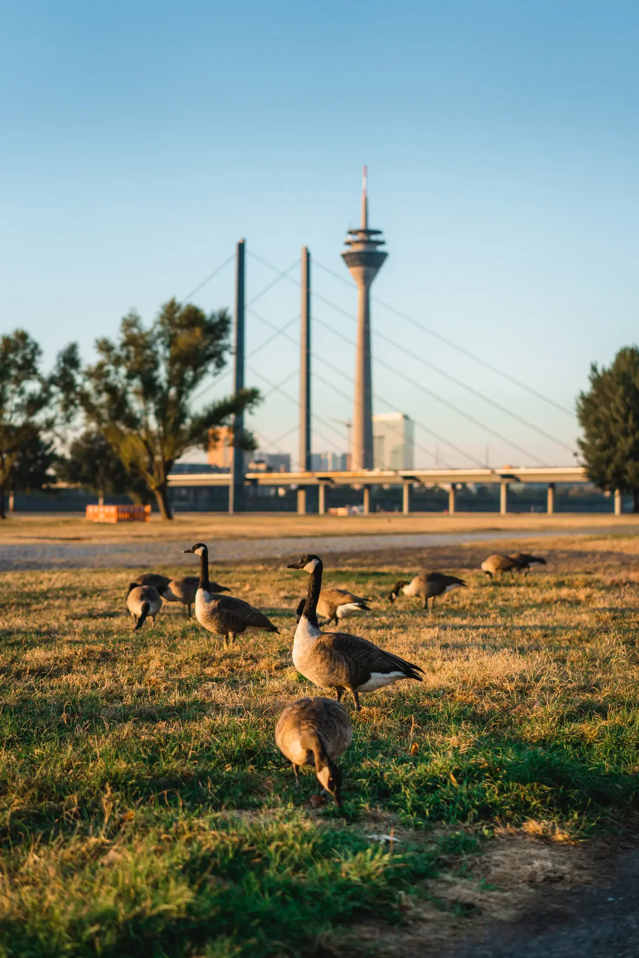 Eine Gruppe von Gänsen auf einer Wiese.