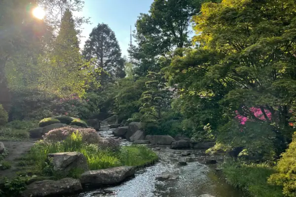 Ein Bach fließt durch einen Wald.